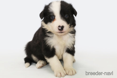 成約済の神奈川県のボーダーコリー-327518の2枚目